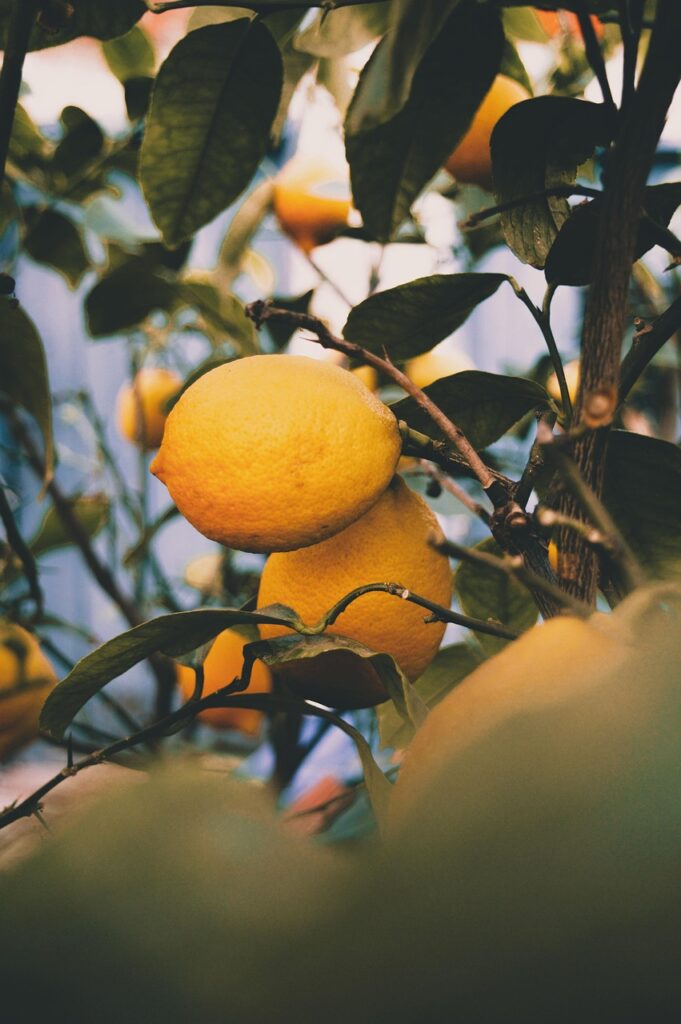 g49dfa3b26c4e457114397ef7817d6d403b3c3c878e167d099518d8ba4ac665375b455686b5c90393e2be986d67a440c97bd1f59142c181635727b232dcd34fee_1280-6728652 lemons, lemon tree, citrus fruits, fruits, nature, autumn, fall,  mousse de limão