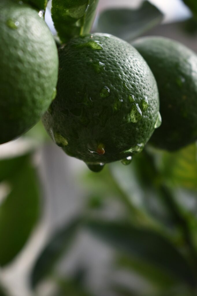 g823c853c9f30d16061d676ea085342b582e7edd7899f339621fe3afdcd9afdb5e35061bde2b487f52cec30bb2d4839656e4442940b36498e1f8f9aa6c49d7064_1280-5394630 lemon, green, fruit, fresh, citrus, drops, mousse de limão