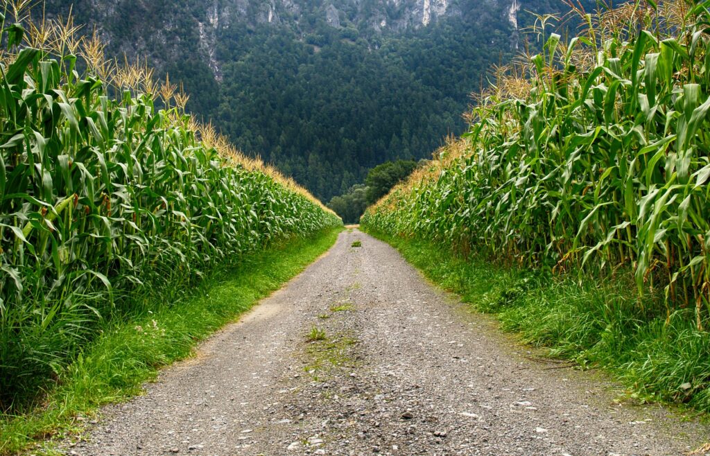 pexels-photo-751096-751096 A serene cornfield path in Schwambach, Austria, with lush greenery and mountain backdrop.