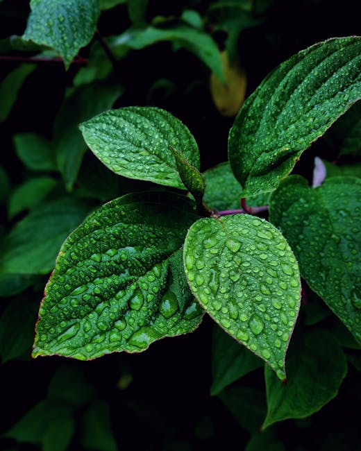 pexels-photo-1264000-1264000 Temperos Vibrant green leaves covered in dewdrops, captured in Hol, Norway, showcasing nature's freshness.