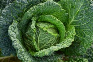 pexels-photo-209482-209482 Detailed image of vibrant green cabbage with dew drops highlighting freshness and growth.